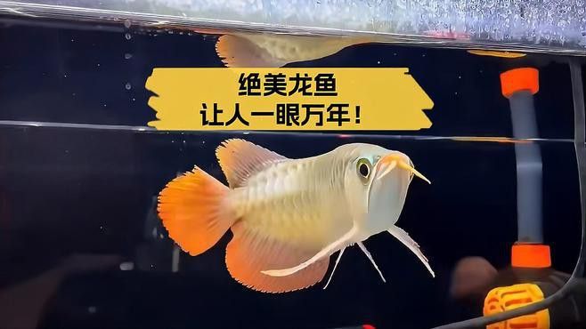 如何選擇適合龍魚的壁紙？