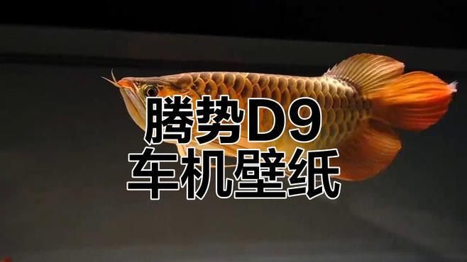 騰勢D9金龍魚壁紙如何下載？