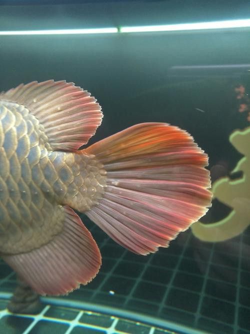 金龍魚(yú)翹尾怎么辦