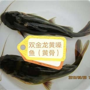 哪里有批發金龍魚苗的？：哪里可以批發金龍魚苗