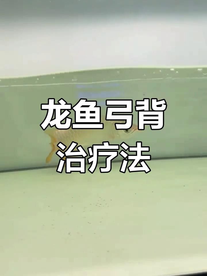 龍魚弓背需要多久恢復？