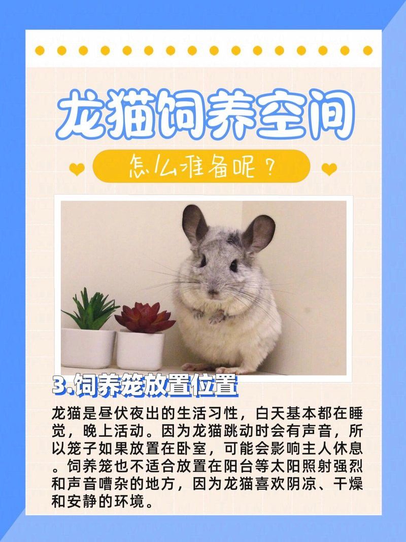 龍貓需要哪些玩具