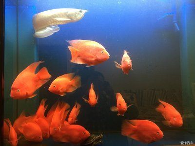 養(yǎng)龍魚過濾桶選擇：養(yǎng)龍魚時選擇伊罕、創(chuàng)星或森森品牌的過濾桶是一個不錯的選擇
