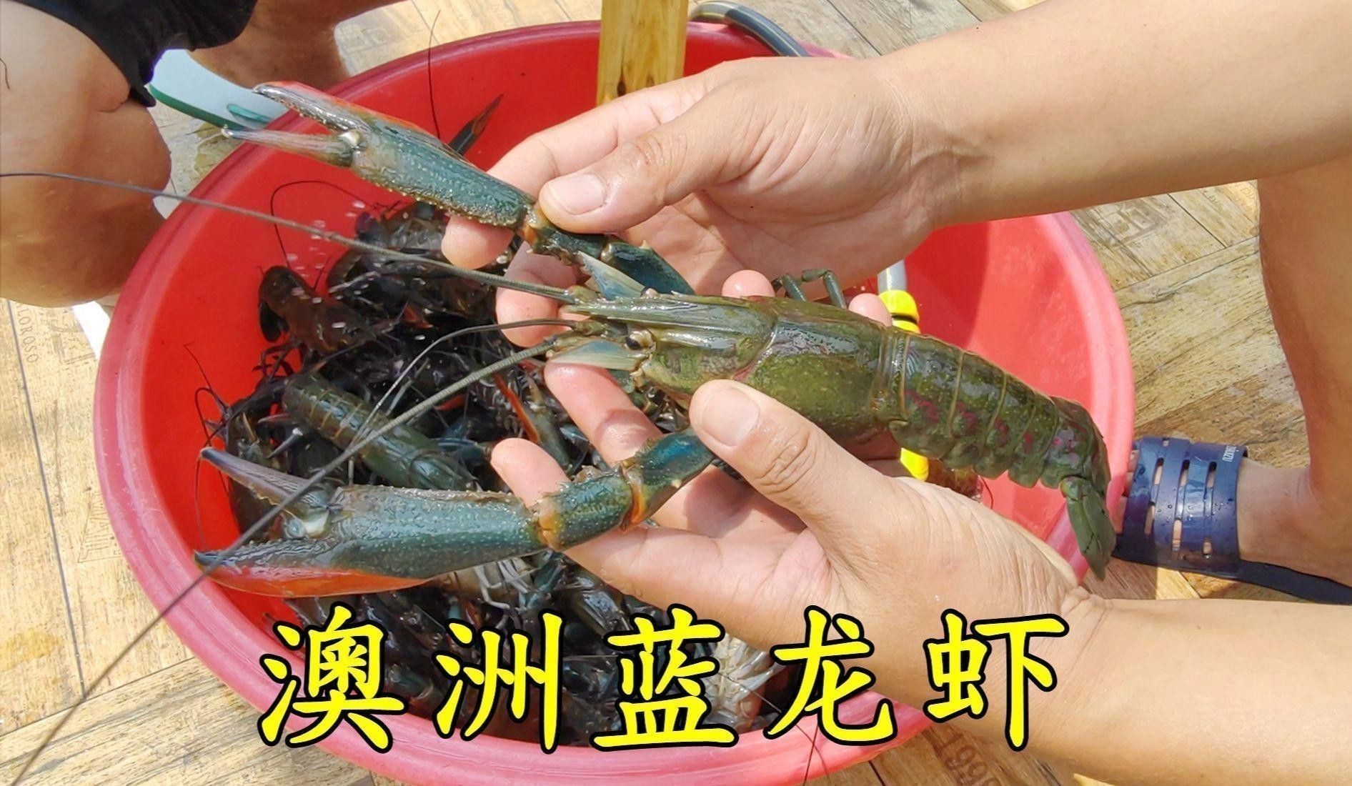 藍龍蝦的市場價格如何