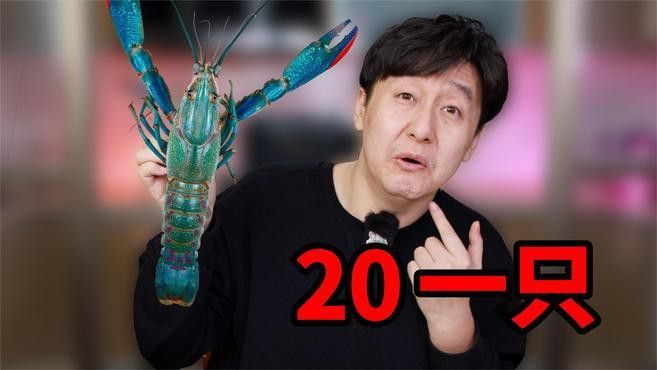 藍龍蝦的市場價格如何