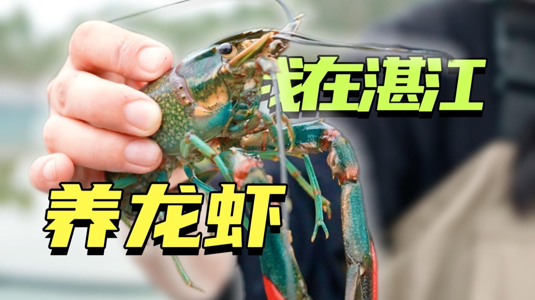 藍龍蝦的市場價格如何