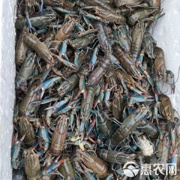 藍龍蝦的市場價格如何