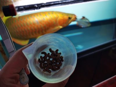 龍魚配虎魚怎么樣：龍魚和虎魚的混養在水族中是一個備受關注的話題