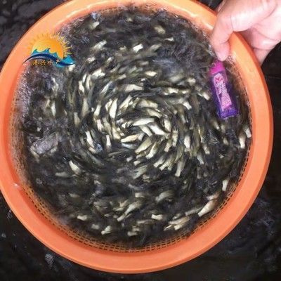 龍魚喂草魚苗怎么喂：龍魚喂草魚苗怎么喂草魚苗需要注意以下幾點