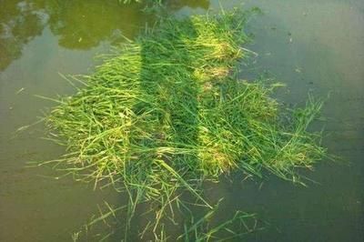 龍魚喂草魚苗怎么喂：龍魚喂草魚苗怎么喂草魚苗需要注意以下幾點