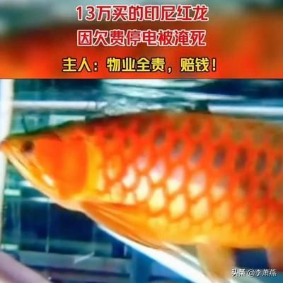 紅龍魚翻白了是什么病：紅龍魚翻白了可能是由多種因素引起的，紅龍魚翻白了是什么病