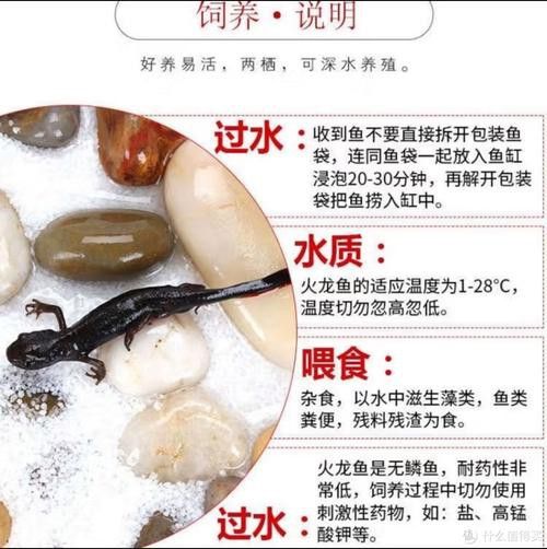 哪種小火龍魚品種最受歡迎？