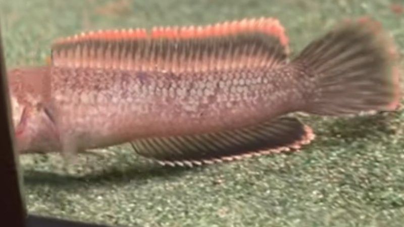 哪種小火龍魚品種最受歡迎？