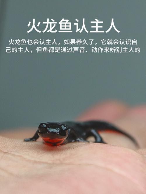 哪種小火龍魚品種最受歡迎？