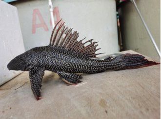 金龍魚能放生到河里嗎