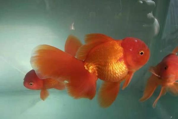 金龍魚最長壽命是多少年（金龍魚的最長壽命可以達到多久？）