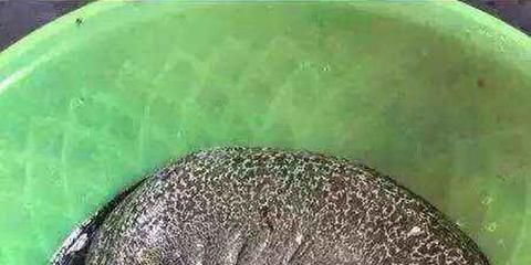 黃鱔能喂龍魚嗎？：黃鱔可以作為龍魚的飼料嗎？