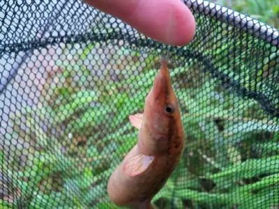 黃鱔能喂龍魚嗎？：黃鱔可以作為龍魚的飼料嗎？