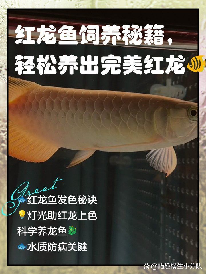 紅龍趴缸的環境要求