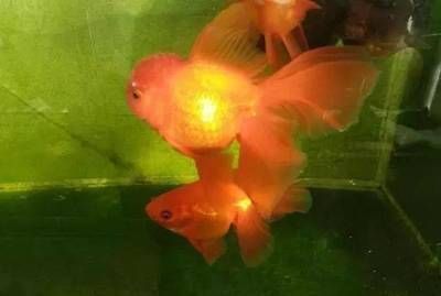 龍魚燈24小時開對龍魚有什么不好嗎