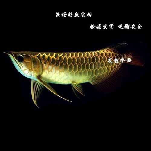 藍底過背金龍燈光使用圖解和注意事項詳解