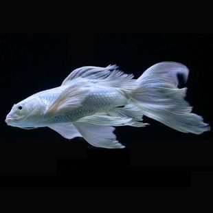 蝴蝶鯉能和金龍魚混養嗎：蝴蝶鯉可以和金龍魚混養嗎