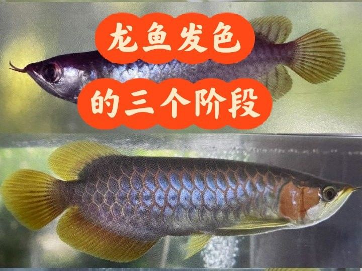 銀龍魚發色過程圖