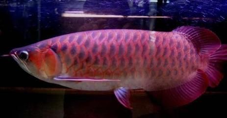 紅龍魚怎么看品相圖解（如何判斷紅龍魚的品相）