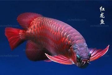 紅龍魚小魚如何挑選品種