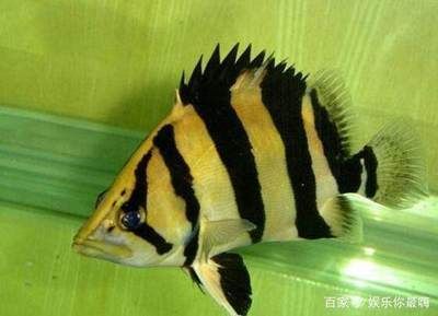 龍魚吃金魚嗎？：龍魚和金魚可以共存，混養時應該采取適當的預防措施