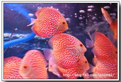 廣州花鳥市場批發龍魚在哪里賣：廣州哪里有比較大的花鳥市場