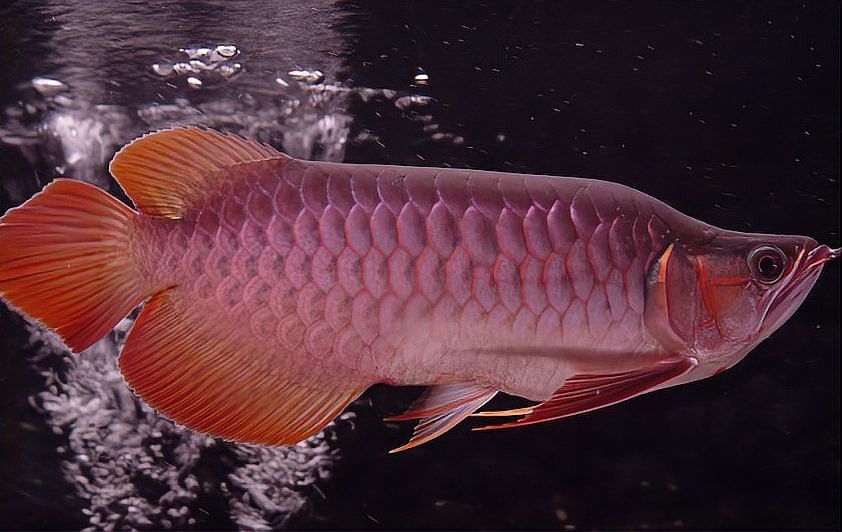 紅龍魚身上有白點怎么辦