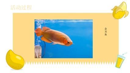 金龍魚PPT：金龍魚ppt模板素材模板可以在多個網站上找到