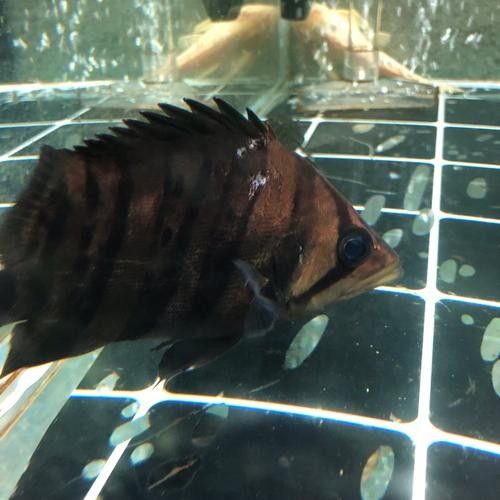 龍魚虎魚打架會打死嗎圖片