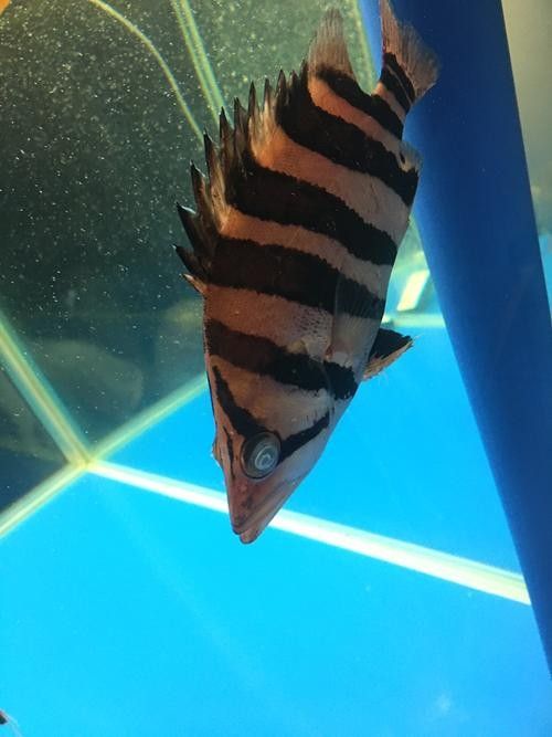 龍魚虎魚打架會打死嗎圖片
