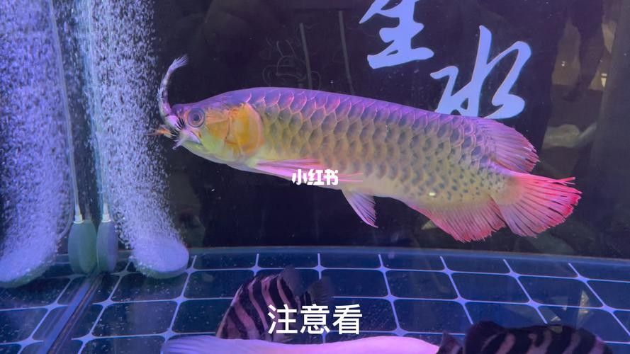 龍魚虎魚打架會打死嗎圖片