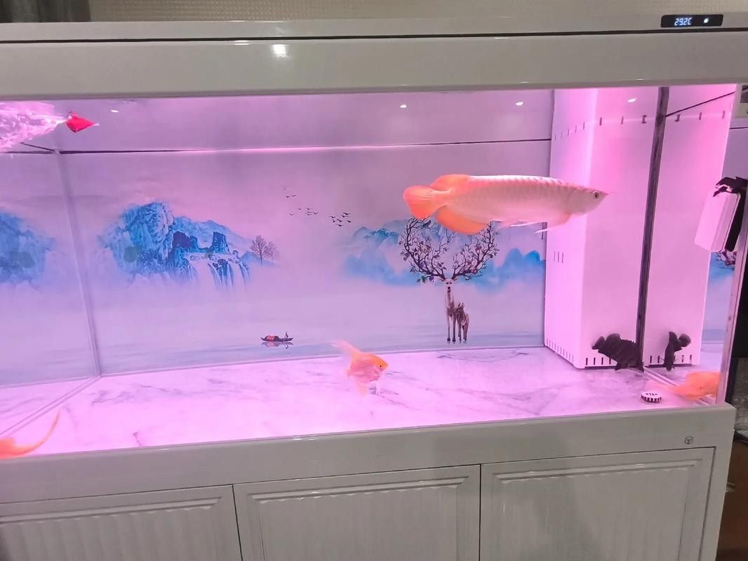 龍魚虎魚打架會打死嗎圖片