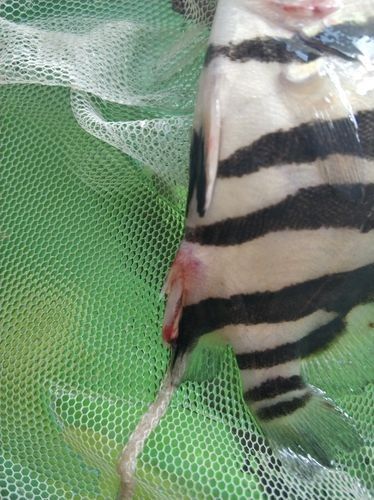 龍魚虎魚打架會打死嗎圖片
