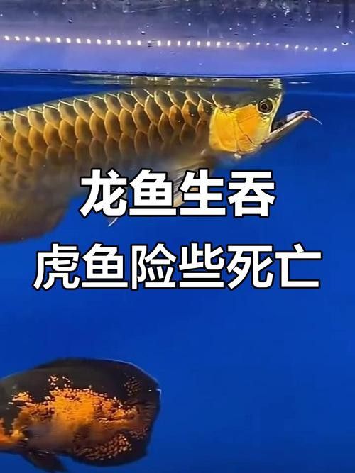 龍魚虎魚打架會打死嗎圖片
