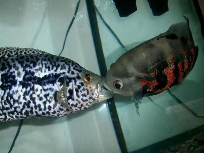 龍魚虎魚打架會打死嗎圖片