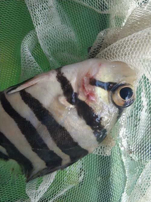 龍魚虎魚打架會打死嗎圖片