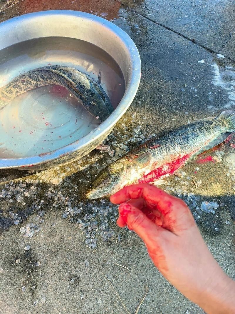 龍魚虎魚打架會打死嗎圖片