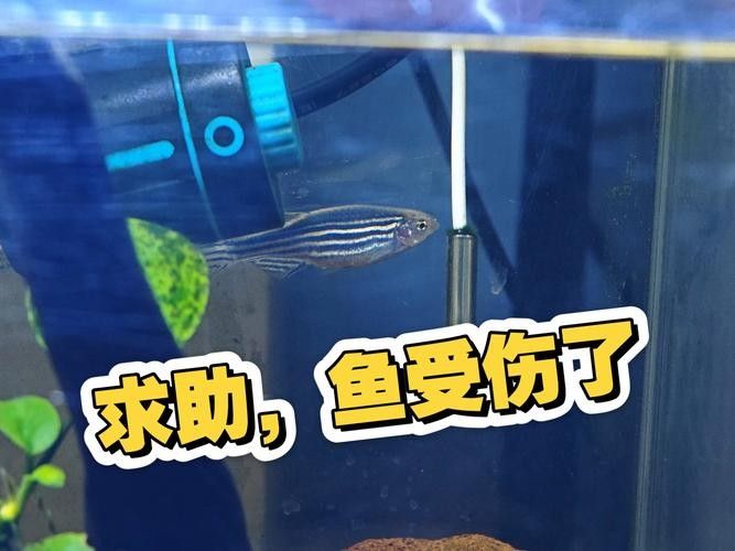 龍魚虎魚打架會打死嗎圖片
