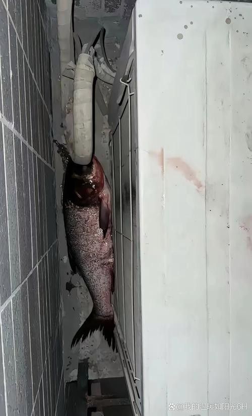 龍魚虎魚打架會打死嗎圖片