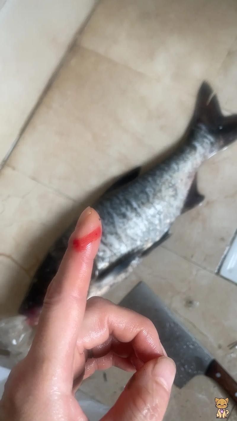 龍魚虎魚打架會打死嗎圖片