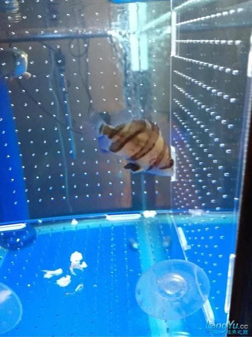 龍魚虎魚打架會打死嗎圖片