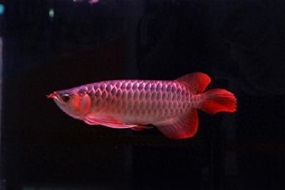紅龍魚魚鰭開裂多久能長好啊，紅龍魚的魚鰭開裂的恢復時間