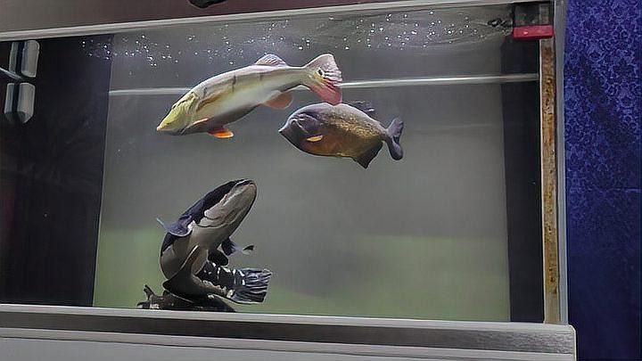 帝王三間魚和龍魚哪個更適合新手