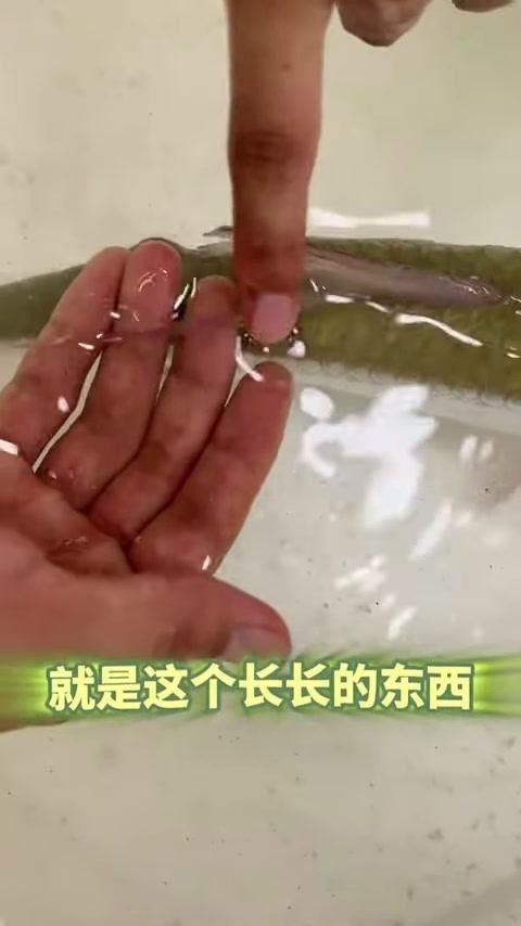 帝王三間魚和龍魚哪個更適合新手