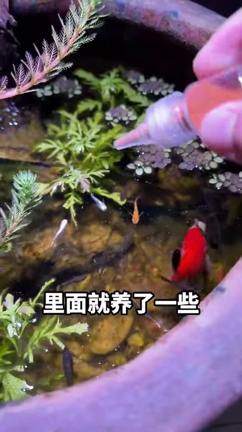 帝王三間魚和龍魚哪個更適合新手